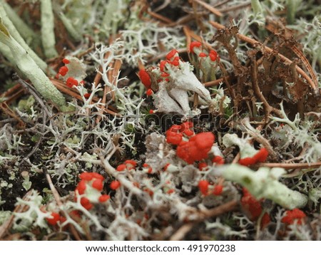 stone texture, stones covered by lichen