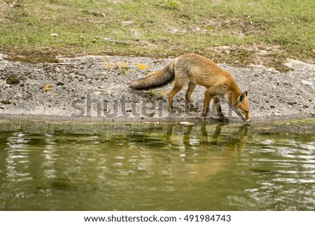 Red Fox Standing by the Water Drinking