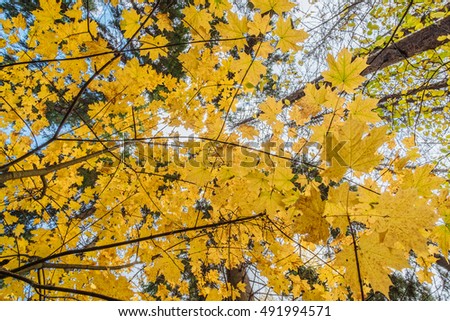 Warm sunlight on gold foliage of autumn forest. Bottom view of orange maple woods nature. Bright forest at a fall. Autumn maple tree leaves in forest woods nature. Outdoor autumn forest scene. 