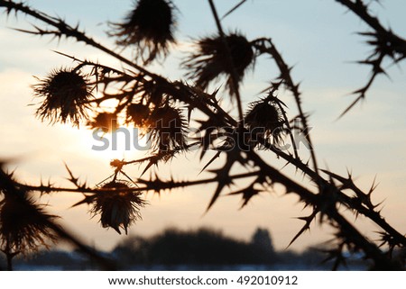 Burdock shadow silhouette full of thorn on winter dusk sunset background