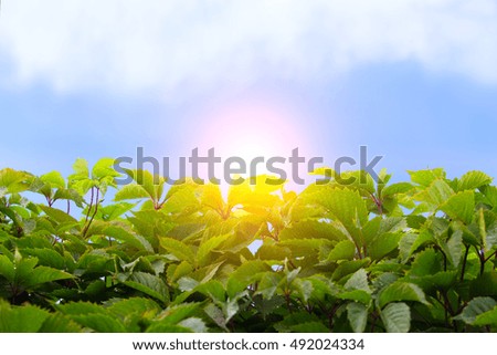 green leaves sky sun of cloud closeup