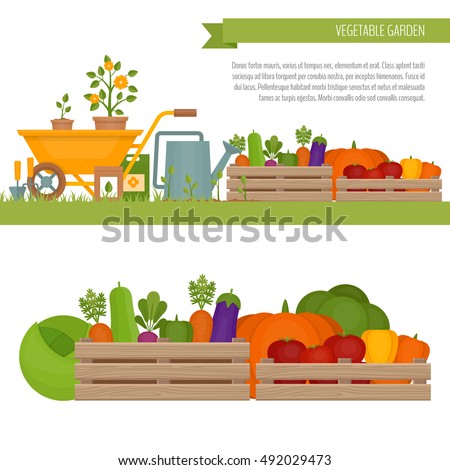 Vegetable garden. Organic and healthy food.  Fresh vegetables in a box. Banner with vegetable. Flat style, vector illustration. 
