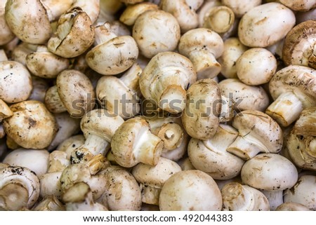 Portion of white dirty Mushrooms for use as background image or as texture, fresh organic Champignon mushrooms big and small, high quality resolution
