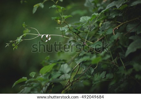 Two wedding rings hang on a green branch
