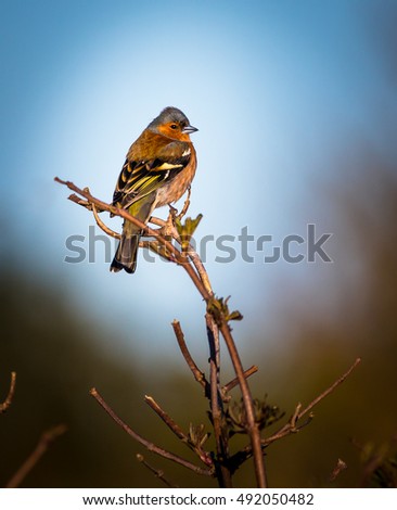 Male common chaffinch sitting on branch