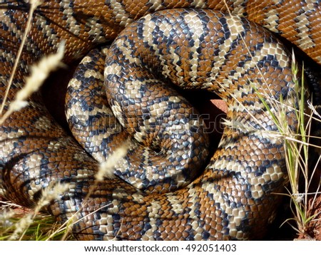 Close up picture of a coiled Central Australian Carpet Python.