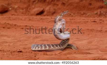 A Stimson's Python strikes a defensive pose in the Australian outback.