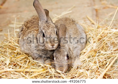 Gray rabbit on Dry Grass