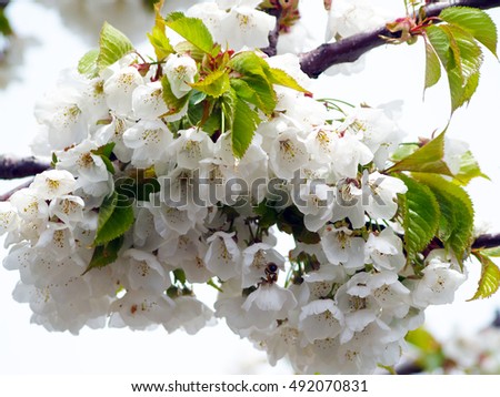 Prunus cerasus - Blossom cherry tree Royalty-Free Stock Photo #492070831