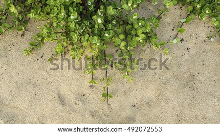 Natural picture of Ipomoea. Plant that grow on the beach