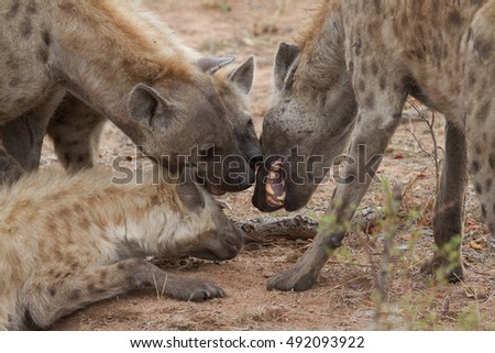 Great Kruger - Hyeanas