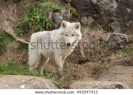 An Arctic Wolf in the fall