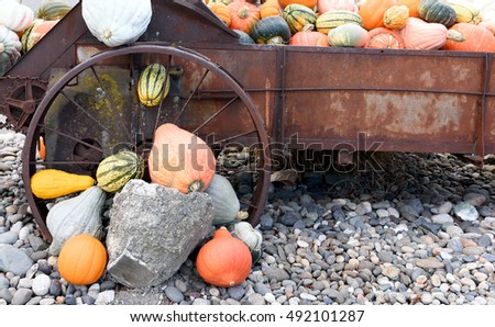 Autumn harvest colorful squashes and pumpkins in different varieties. 