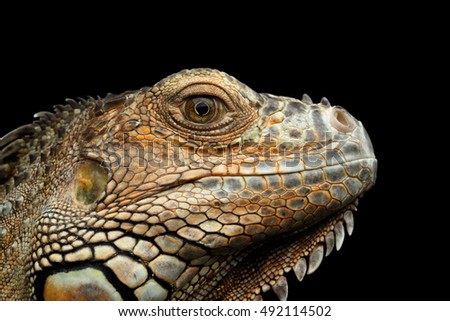 Closeup Head of Green Iguana Looks Kind Isolated on Black Background