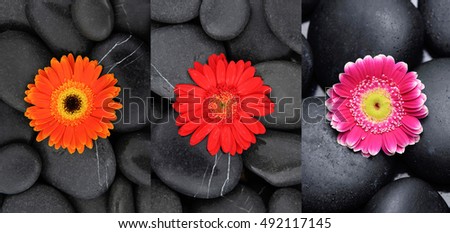Two colorful gerbera daisy and pile of black stones 

