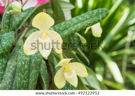 Local Thai orchid.The Lady's Slipper orchid on nature background in Thailand . Paphiopedilum .selective focus.