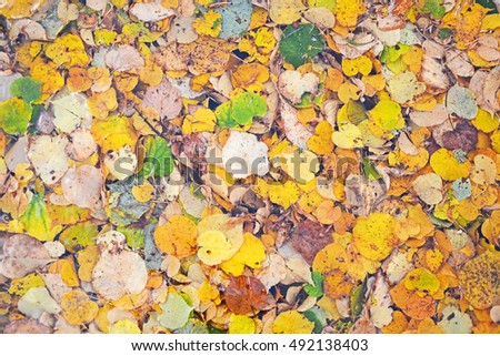 Autumn leaves at the puddle