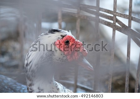 Muscovy duck - [Cairina moschata] It was sad and watched from the slammer. Focus on the eyes