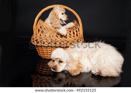 Little cocker spaniels in a basket