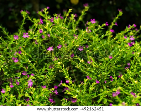 False Heather, Mexican false heather, Hawaii false heather, elfin herb, or Cuphea hyssopifolia