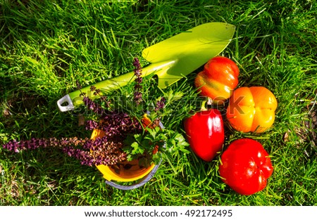 Gardening tools and vegetables in green grass at autumn season.Sunny day.