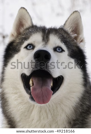 Picture of a blue-eyed adult siberian husky
