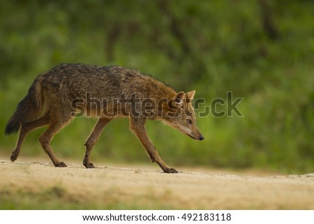 Golden jackal male close up in the nature.