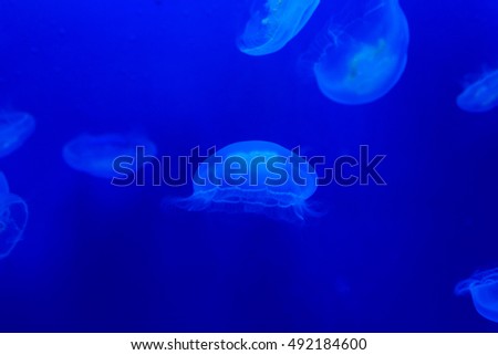 Jellyfish floating in aquarium with blue water
