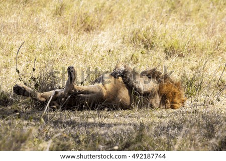 Young Male Lion resting Tanzania.