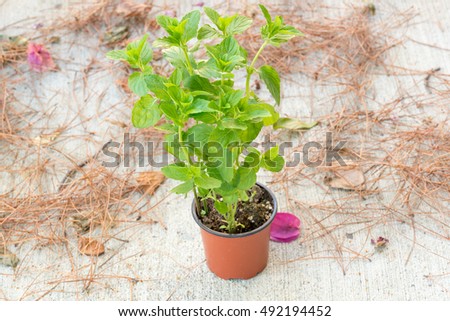 Mint plant in a pot. Wood natural background.