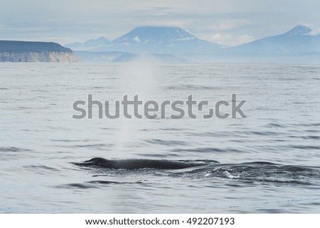 Humpback whale in the Pacific Ocean. At the coast of the Kamchatka Peninsula.
