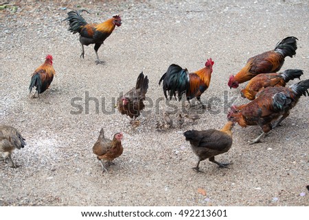 Thailand chickens, chicken feed and Thailand.