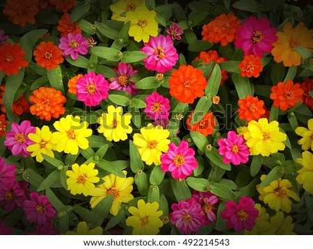 Colorful flower with dark edge selected focus