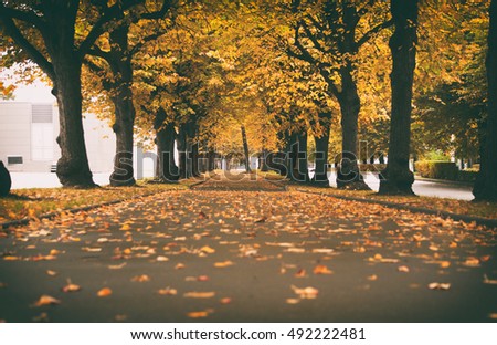 golden autumn, alley of yellow leaves and trees