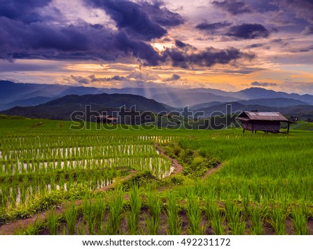 Sunset and Green Terraced Rice Field in Pa Pong Pieng , Mae Chaem, Chiang Mai, Thailand.