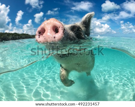 Wild, swimming pig on Big Majors Cay in The Bahamas. Royalty-Free Stock Photo #492231457
