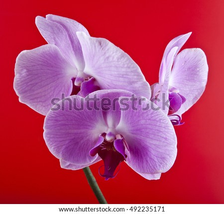 Orchid flowers on a red background closeup