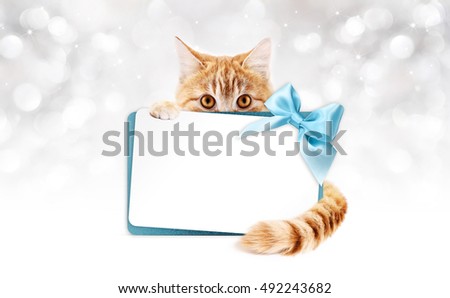 ginger cat with gift card and blue ribbon bow