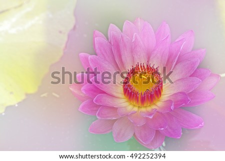 lotus flower with a pastel multicolored gradient,nature abstract background