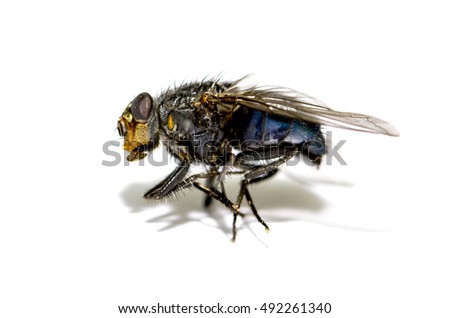 A macro shot of fly on a white background . Live house fly .
