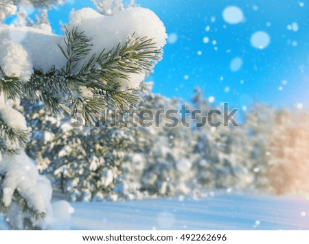 Winter landscape with branches of  snow-covered coniferous tree