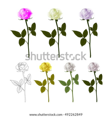 Roses. Collection of isolated rose flower sketch on white background.