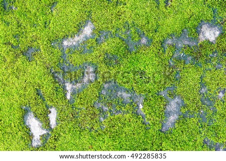 Moss on concrete texture background