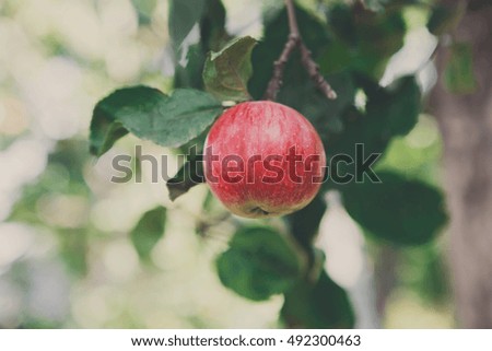 Red ripe apple on branch of tree. Closeup of fresh organic apples with green leaves. Autumn garden in village. Growing seasonal fruits, harvest at farm, agricultural concept