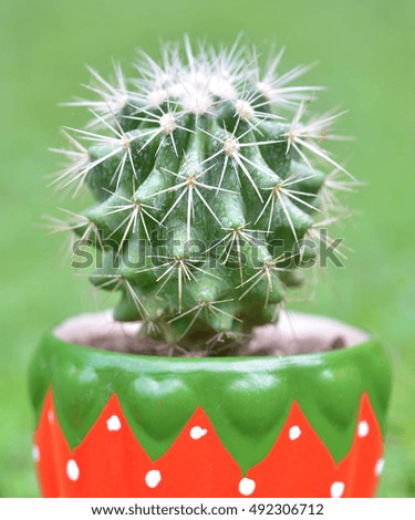 Cactus in cute pot isolated on green background
