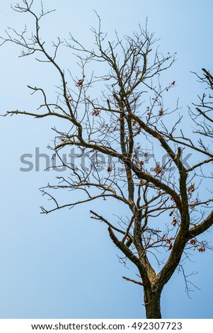 Dry tree branch silhouette over blue sky background