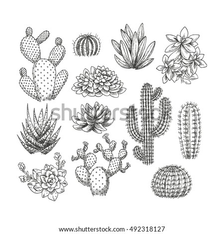 Cactus collection. Sketchy style illustration. Succulent set. Vector illustration Royalty-Free Stock Photo #492318127