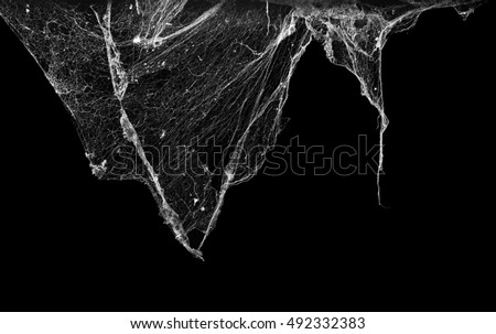 cobweb or spider web isolated on black background Royalty-Free Stock Photo #492332383