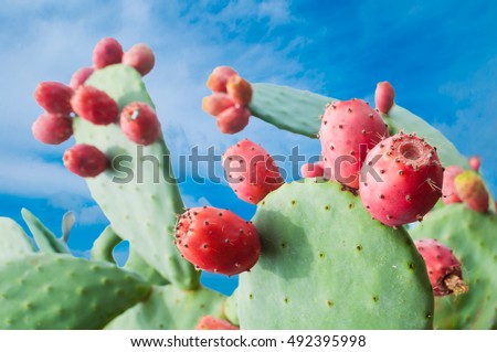 Prickly pear cactus (Opuntia, ficus-indica, Indian fig opuntia) with fruits Royalty-Free Stock Photo #492395998