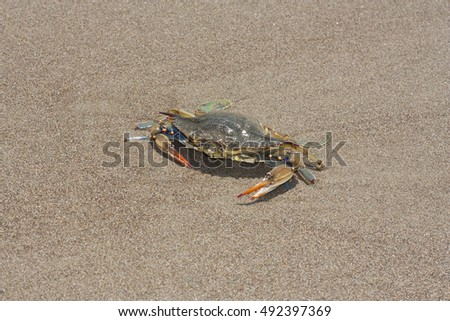 Blue crab, Callinectes sapidus in sand photo